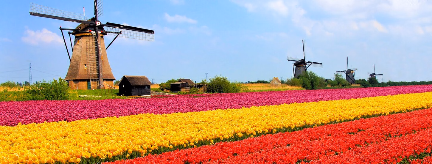 Nederlands - Language & Training Centre 