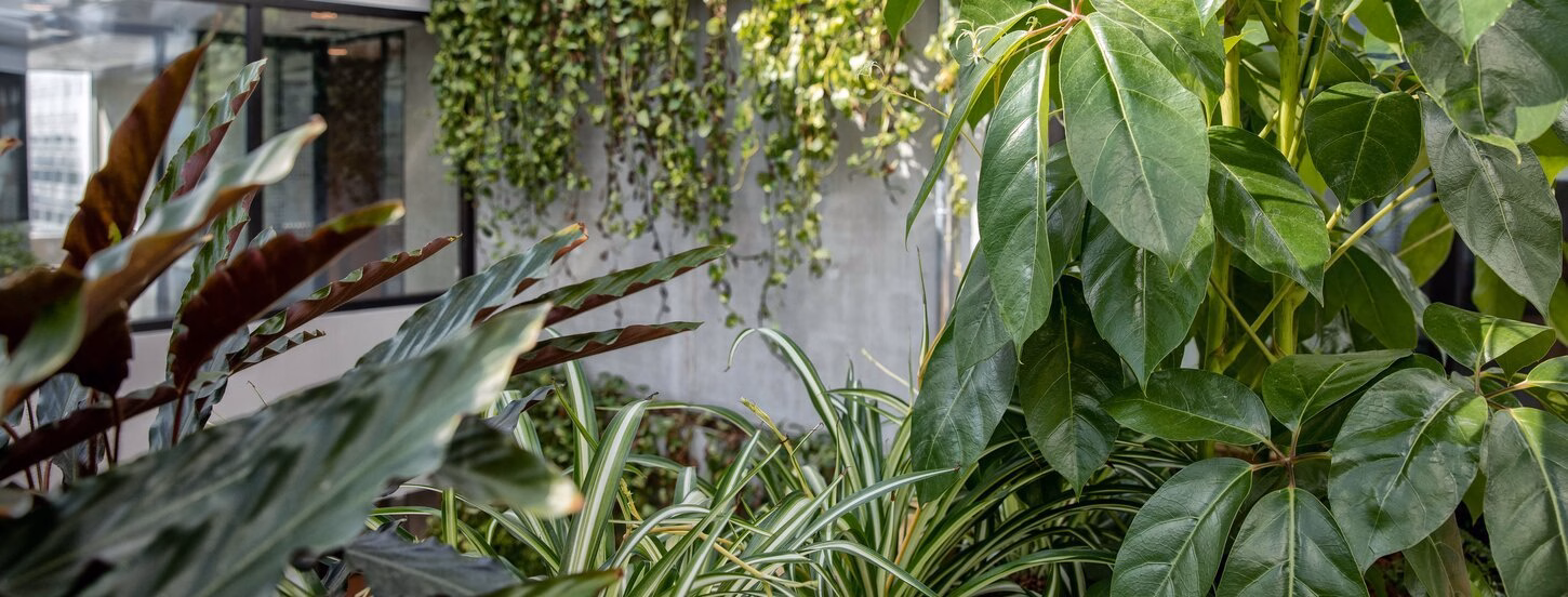 Plants in Langeveld Building.
