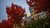 Campus in Autumn