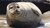harbour seal