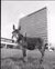 A donkey is standing in front of the Tinbergen Building.