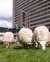 Sheep on Woudestein Campus.